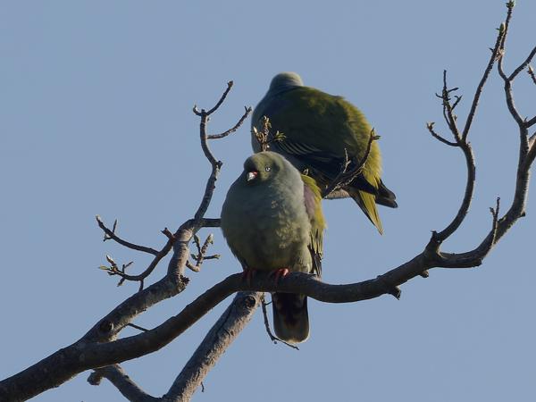 <h3>Treron calvus / African green pigeon / Afrikaanse papegaaiduif</h3>OM-1 Mark II with OLYMPUS M.150-400mm F4.5 TC, 1/2000 sec at F5.6, ISO 400, distance 58.5 m